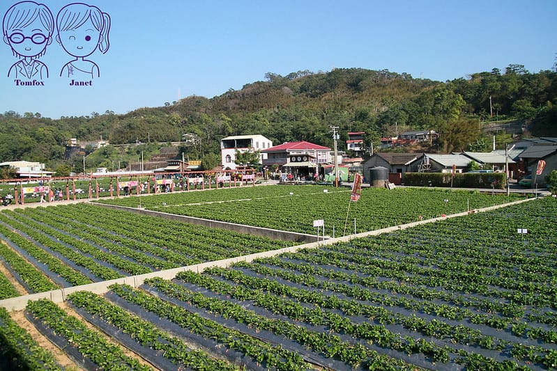 55 苗栗 大湖 草莓園