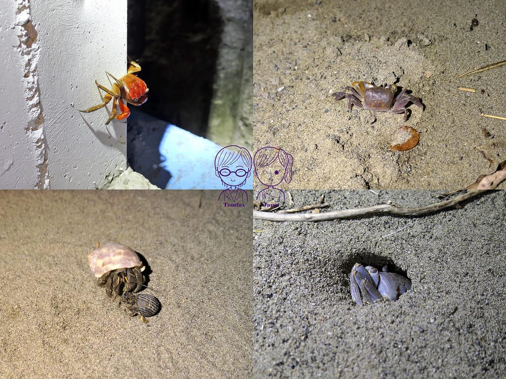 38 海生館 陸蟹