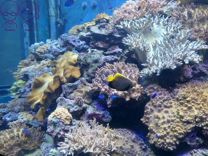 23 海生館 珊瑚王國館