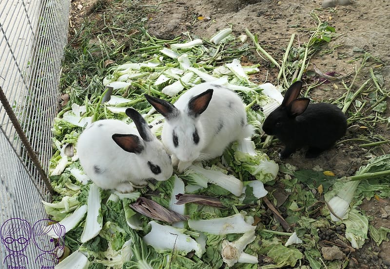 9 和風民宿&和風食堂 兔子