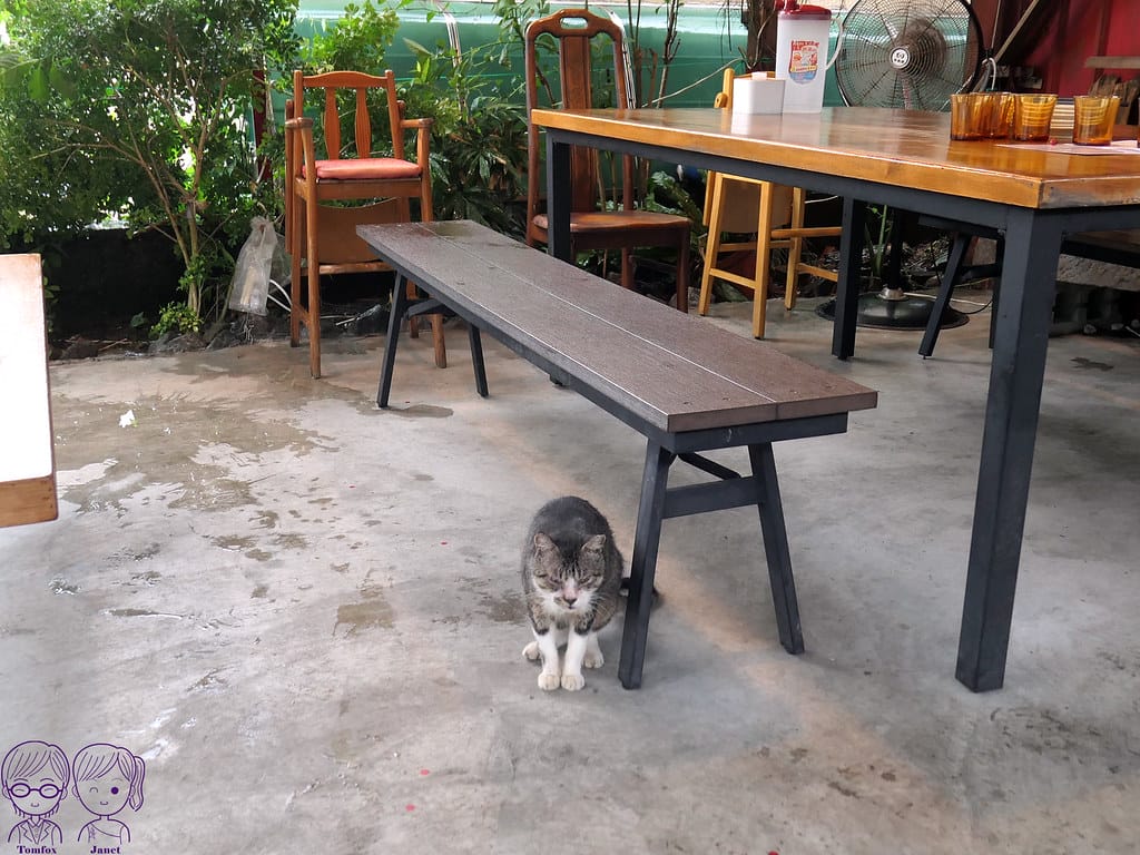 20 Amajia阿嬤家 貓咪