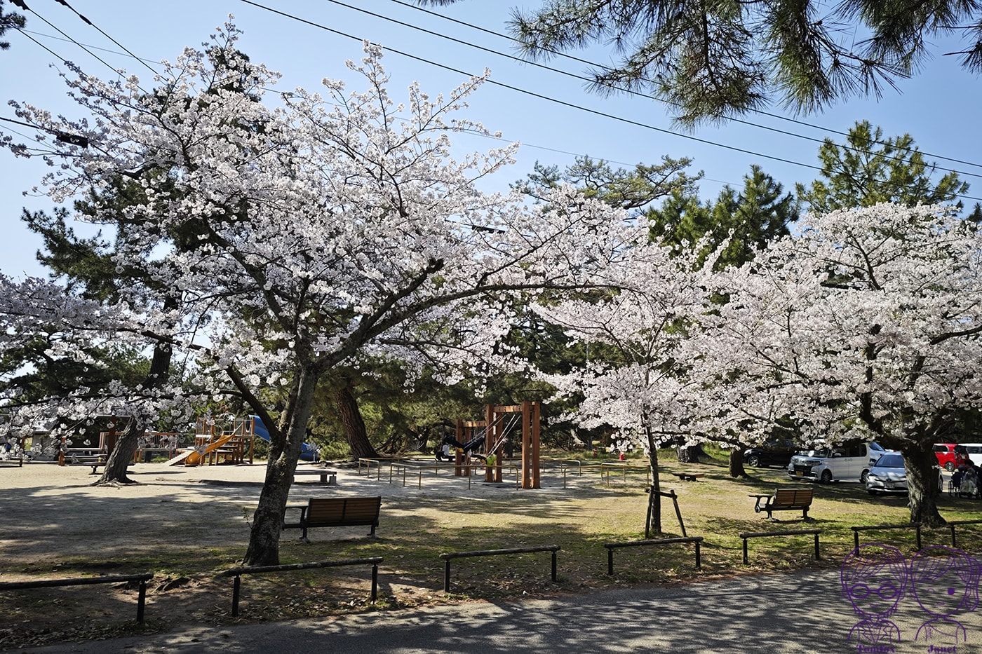看一眼就發財?🌸日本賞櫻百選:琴彈公園的神祕開運砂繪💰 - 第12張圖 看一眼就發財?🌸日本賞櫻百選:琴彈公園的神祕開運砂繪💰