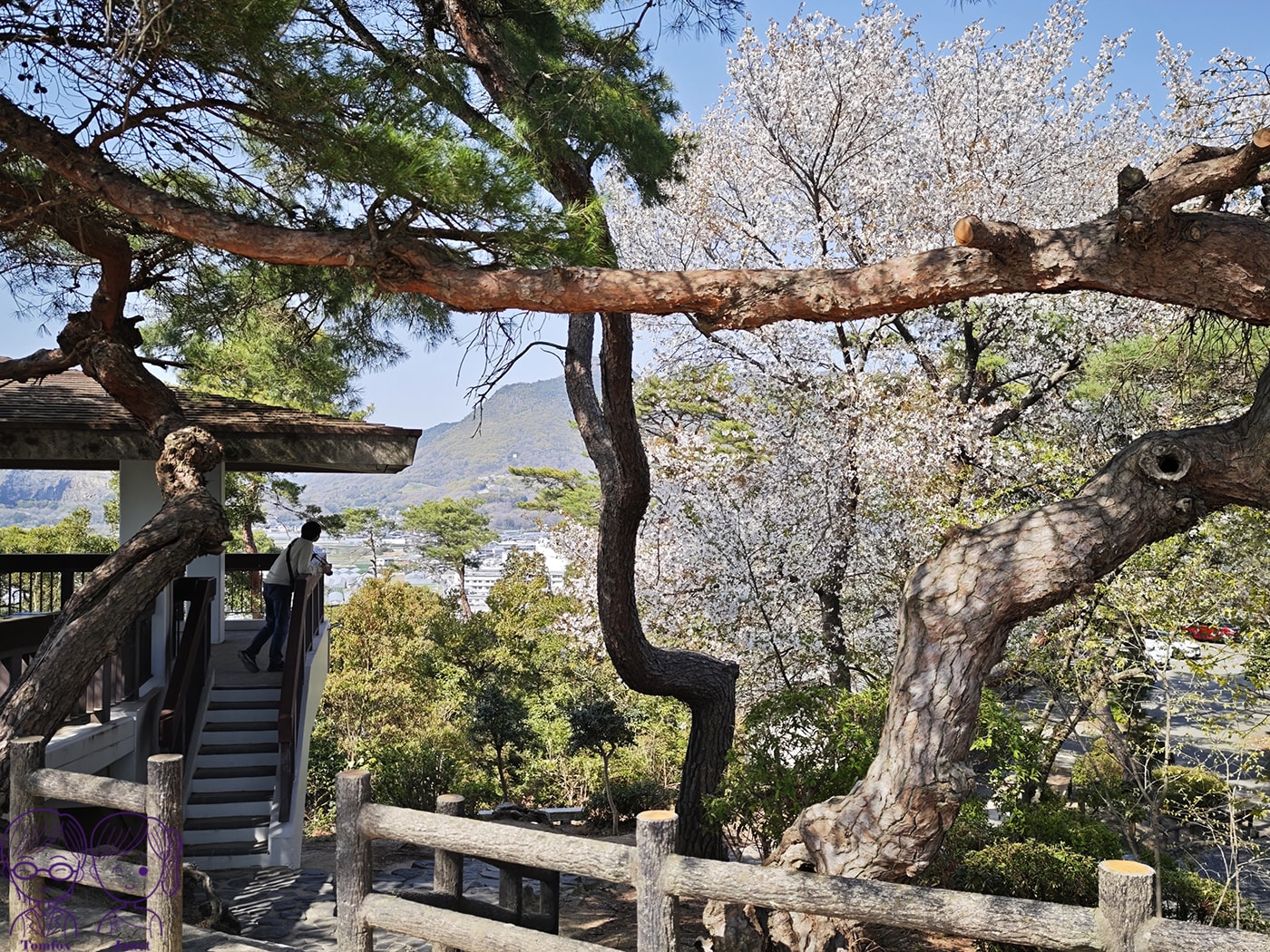 看一眼就發財?🌸日本賞櫻百選:琴彈公園的神祕開運砂繪💰 - 第17張圖 看一眼就發財?🌸日本賞櫻百選:琴彈公園的神祕開運砂繪💰