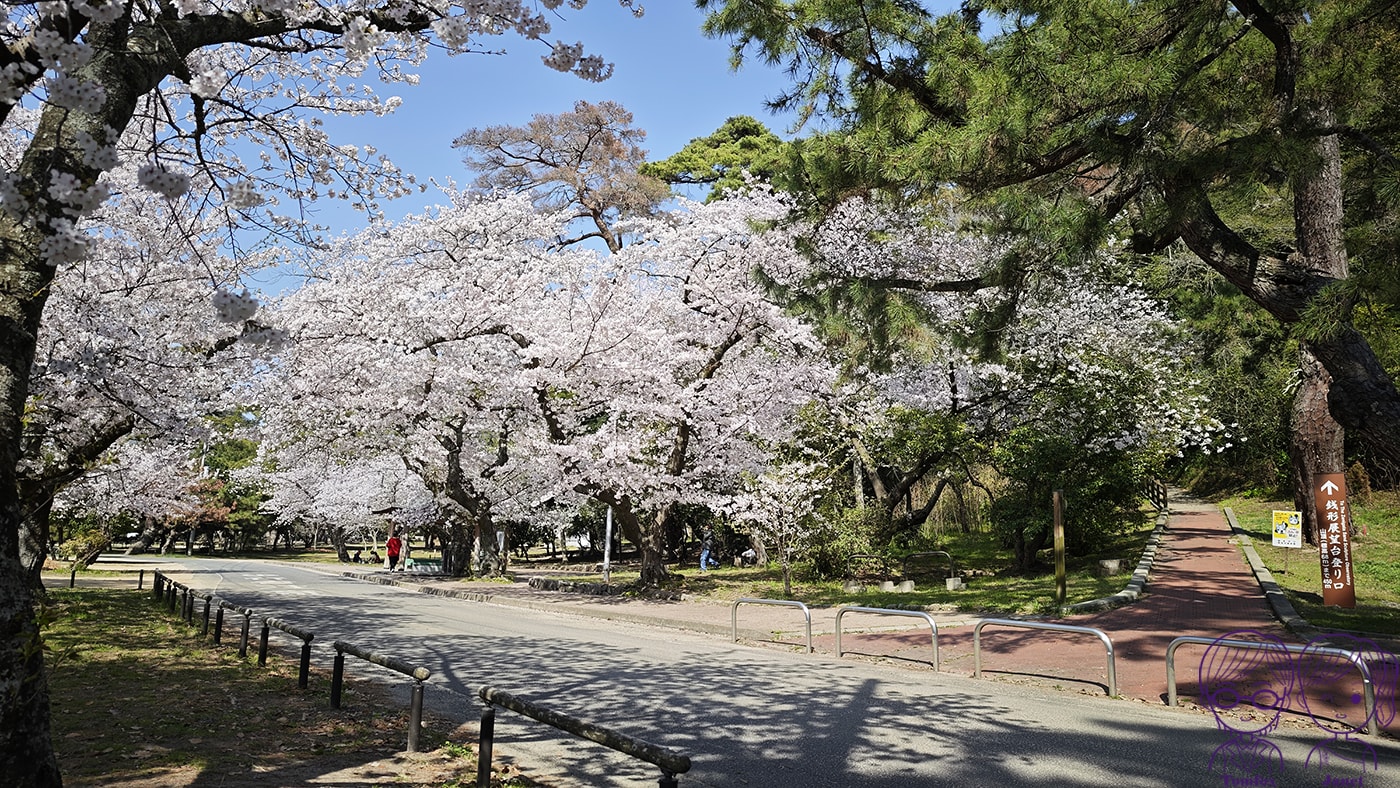 看一眼就發財?🌸日本賞櫻百選:琴彈公園的神祕開運砂繪💰 - 第5張圖 看一眼就發財?🌸日本賞櫻百選:琴彈公園的神祕開運砂繪💰