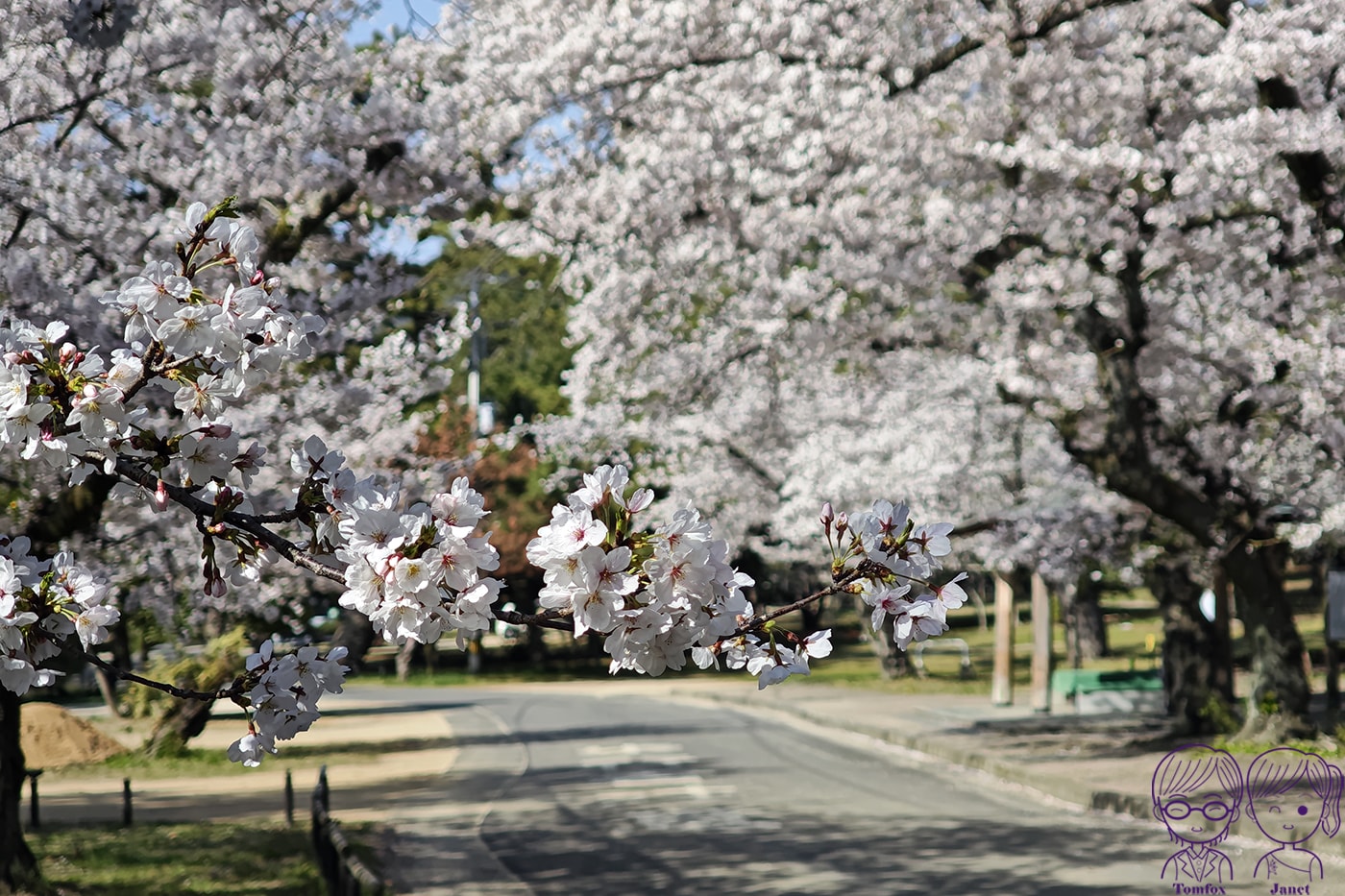 看一眼就發財?🌸日本賞櫻百選:琴彈公園的神祕開運砂繪💰 - 第6張圖 看一眼就發財?🌸日本賞櫻百選:琴彈公園的神祕開運砂繪💰