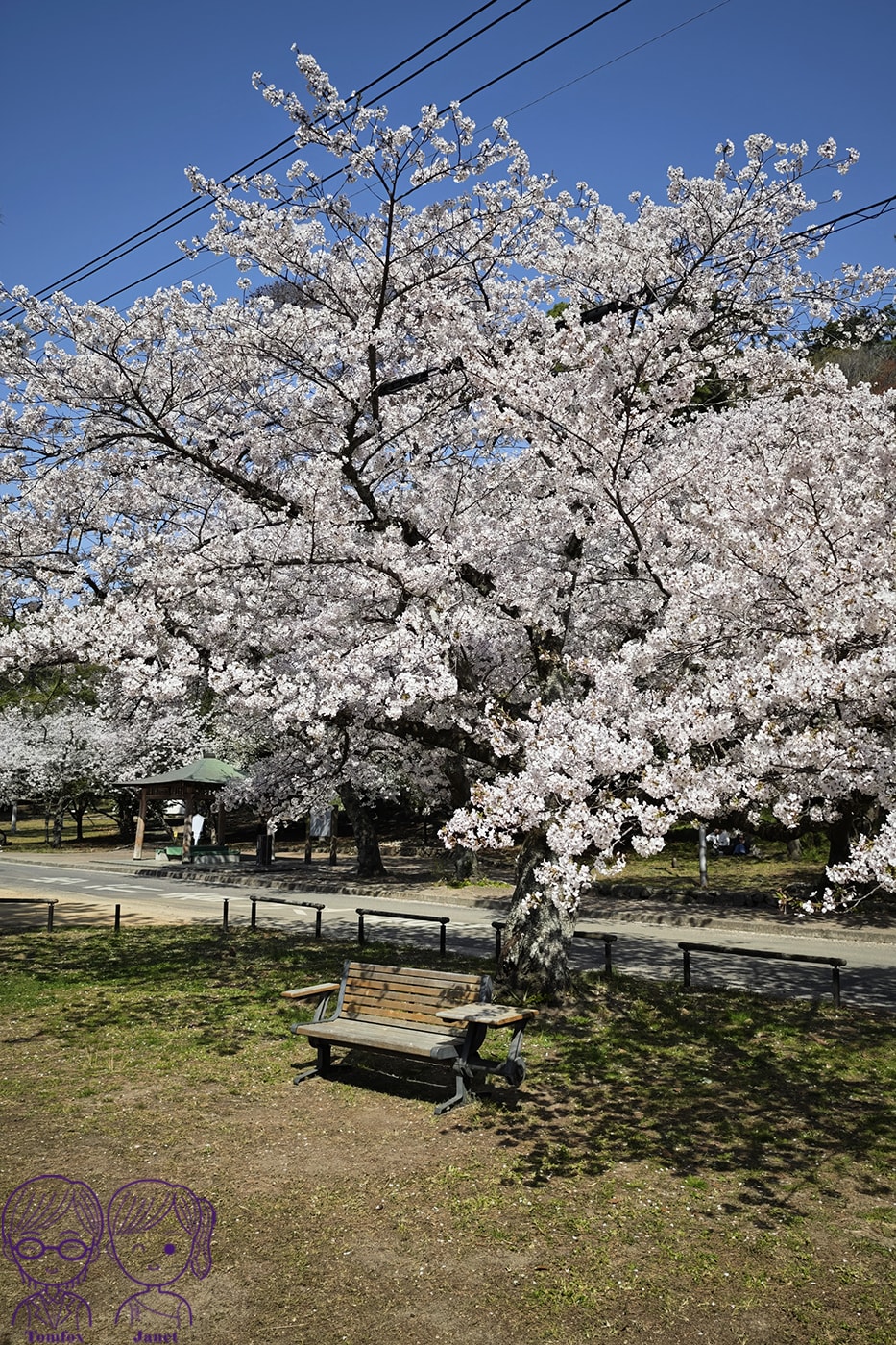 看一眼就發財?🌸日本賞櫻百選:琴彈公園的神祕開運砂繪💰 - 第7張圖 看一眼就發財?🌸日本賞櫻百選:琴彈公園的神祕開運砂繪💰