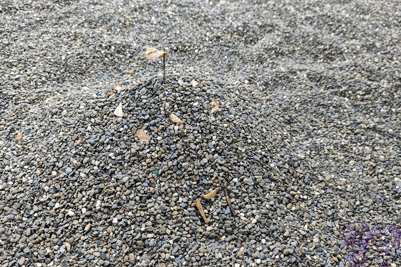 雲林斗六免門票景點｜斗六糖廠竹創基地，百年糖廠變身竹藝園區，竹苑親子遊戲場、台糖冰品必吃